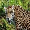 Jaguar Pics 592
