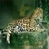 Pictures Of Jaguar 177
