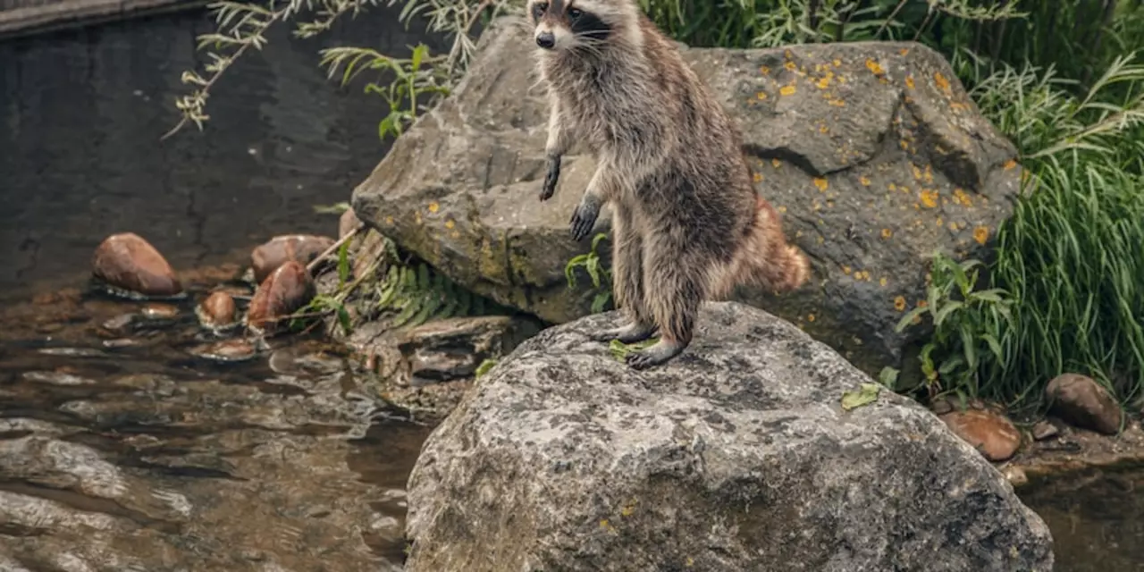 What would cause raccoons to be an endangered species?