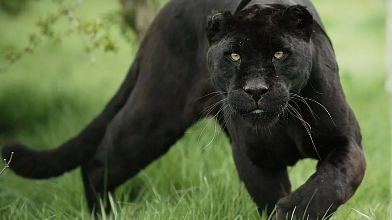 Why are black panthers (the animal) going extinct?