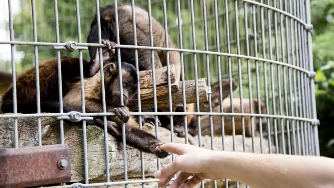 How do zoos procure animals?